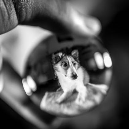 Energetic Pet Calibrations Package